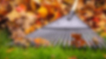 Fall & Winter Cleanup